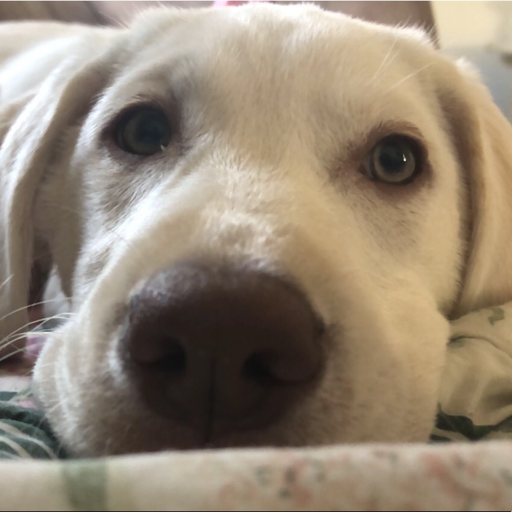 Meet your Posher, Riley - Picture 8 of 8
